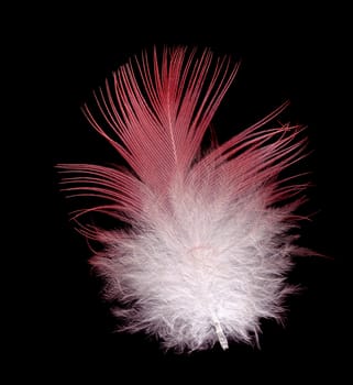 pink and white galah bird feather isolated on black background