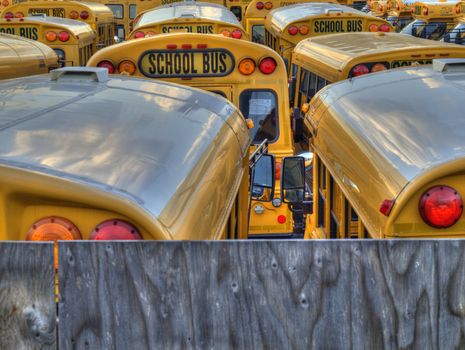 Several school buses in a parking lot.