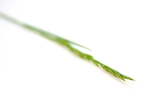 Grass