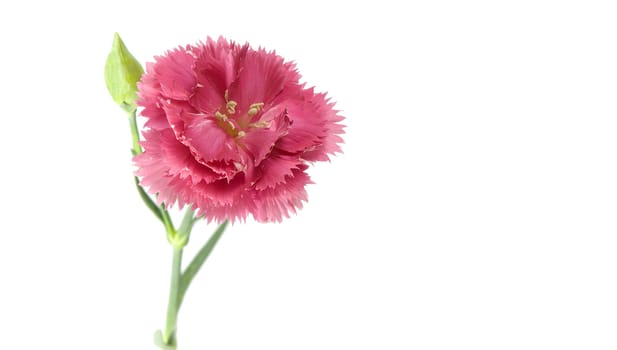 single pink carnation isolated on white background