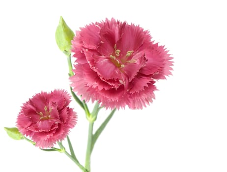 two pink carnation flowers isolated on a white background