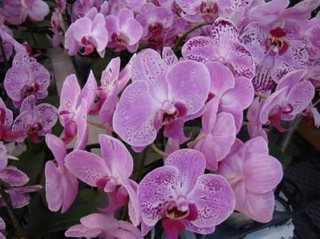 lovely orchids