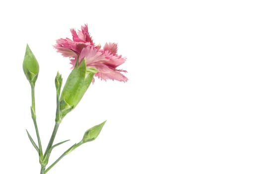 single pink carnation isolated on white background