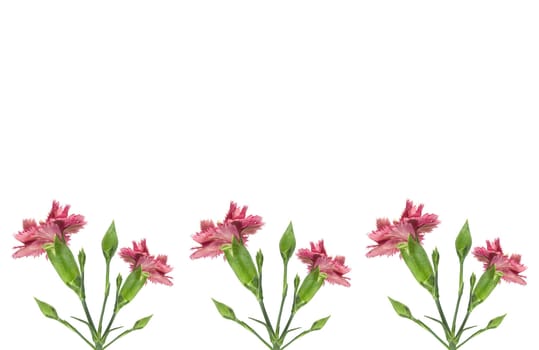  pink carnations border  isolated on white background