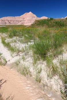 Wildflowers grow in the Conata Basin of Badlands National Park in South Dakota.