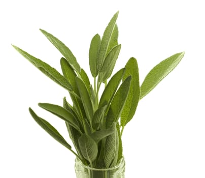 fresh sprig of organic herb sage in glass jar isolated on white background