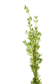  bunch of fresh herbs thyme isolated on white background