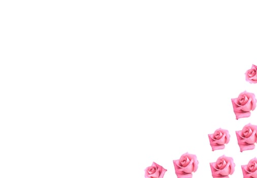 pink rose flowers isolated on white background as border for card or scrapbooking