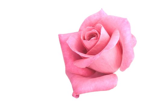 pink rose flower isolated on white background