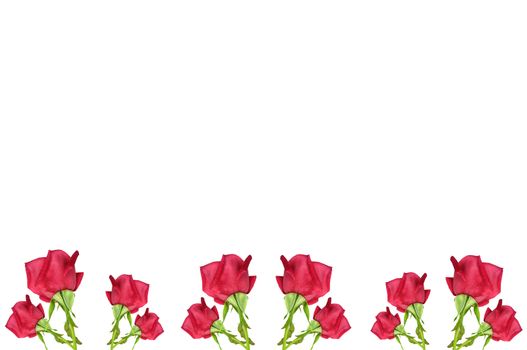 red rose flowers isolated on white background as border