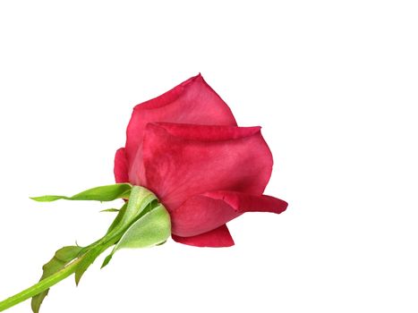 red rose flower isolated on white background