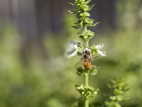honey bee collecting polllen from basil blooms