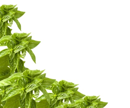 organic basil forming border on white background