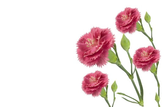 pink carnations in a bunch  isolated on a white background