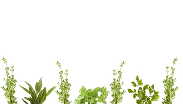 fresh herbs for border