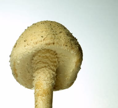 close up of a toadstool against a bright background