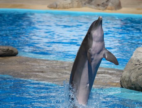happy dolphin jumping out of the water