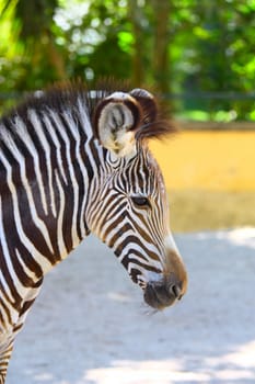 portrait of zebra