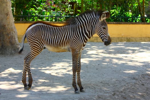 Adorable baby Zebra standing