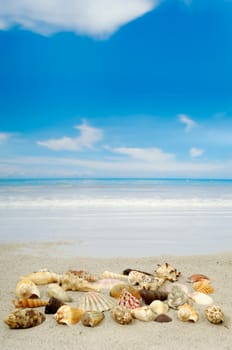 A shell collection on the beach.