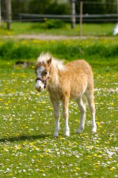 A sweet foal is standing alone on a flower meadow. 