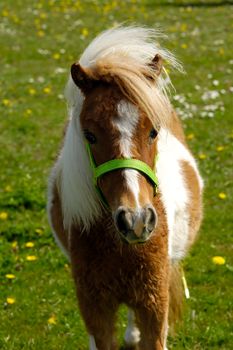 A sweet pony on green grass