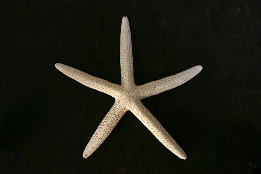 starfish on brown wooden chest