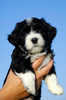 A person is holding a sweet small puppy. 