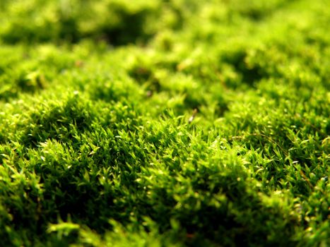A macro shot of carpet green moss on a beautiful sunny day 