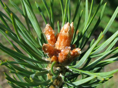 Pine buds covered with resin surrounded by pine needles