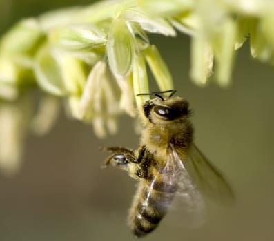 honey bee collecting pollen from flowers of corn stalk