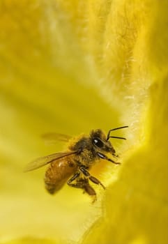 worker bee collecting pollen on yellow flower