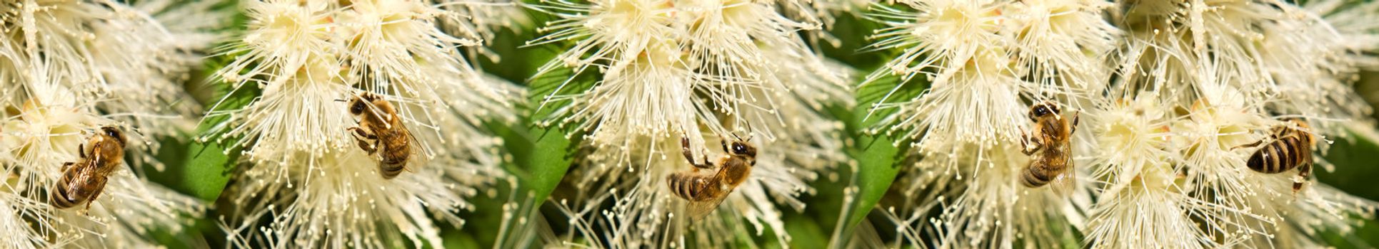 Spring Bees collecting pollen  on white syzygium flowers border