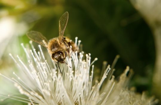 honey bee on white lillypilly flower