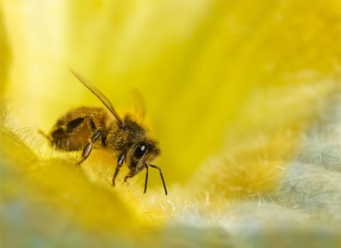 busy honey bee with honeydew on golden yellow  blue flower background