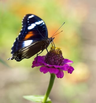 female butterfly Hypolimnas bolina Common Eggfly NYMPHALINAE colorful