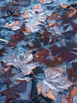 Frozen leaves create interesting patterns of ice.