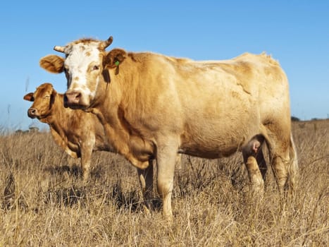 Australian beef cattle in dry winter pasture with blue sky