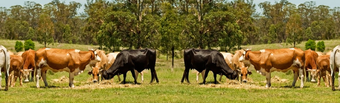 Australian beef cattle cow scene for border