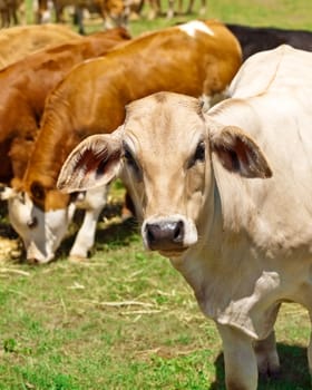 australian beef cattle brown and white grazing