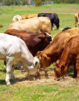 australian beef cattle brown and white calves feeding  on farm