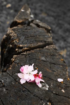japanese flower detail on top of a tree trunk