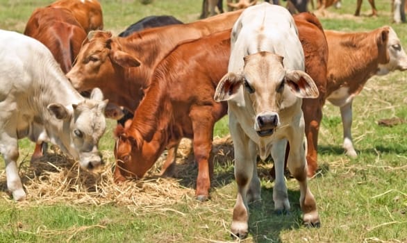 Australian beef cattle young calves feeding on hay