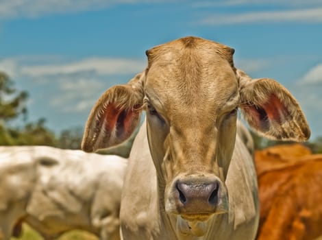 colorful image of Australian beef cattle charolais bred for meat -  cow portrait against blue sky