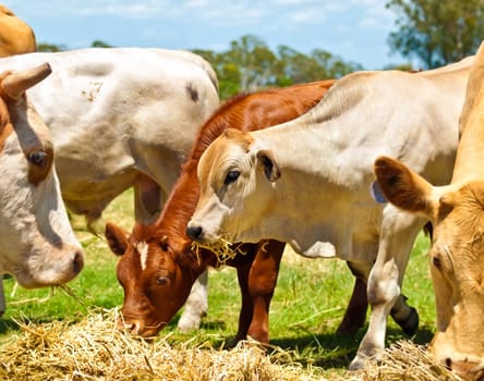 beef cattle cows and yearlings feed on lucerne hay