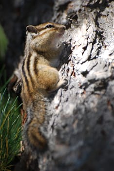 wild cipmunk on the cedar