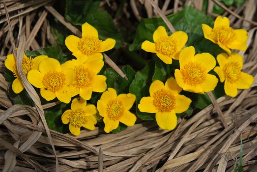 Wild Marsh Marigold (Caltha palustris) flowers in the Spring