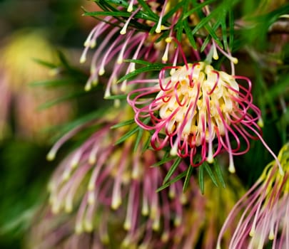 flowers of Grevillea Winpara Gem Australian native plant in garden