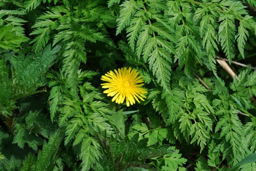 Macro of a dandelion flower