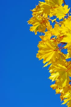 yellow maple at autumn on the blye sky
